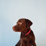 Is Kratom Good for Dogs?