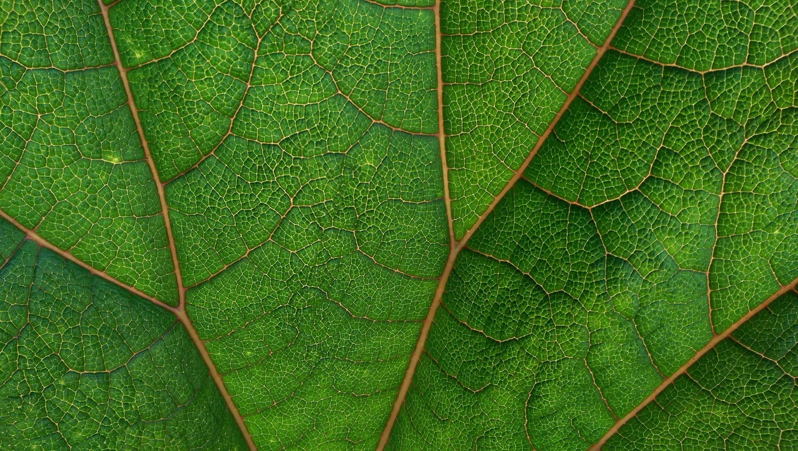 Close-up of kratom leaf veins