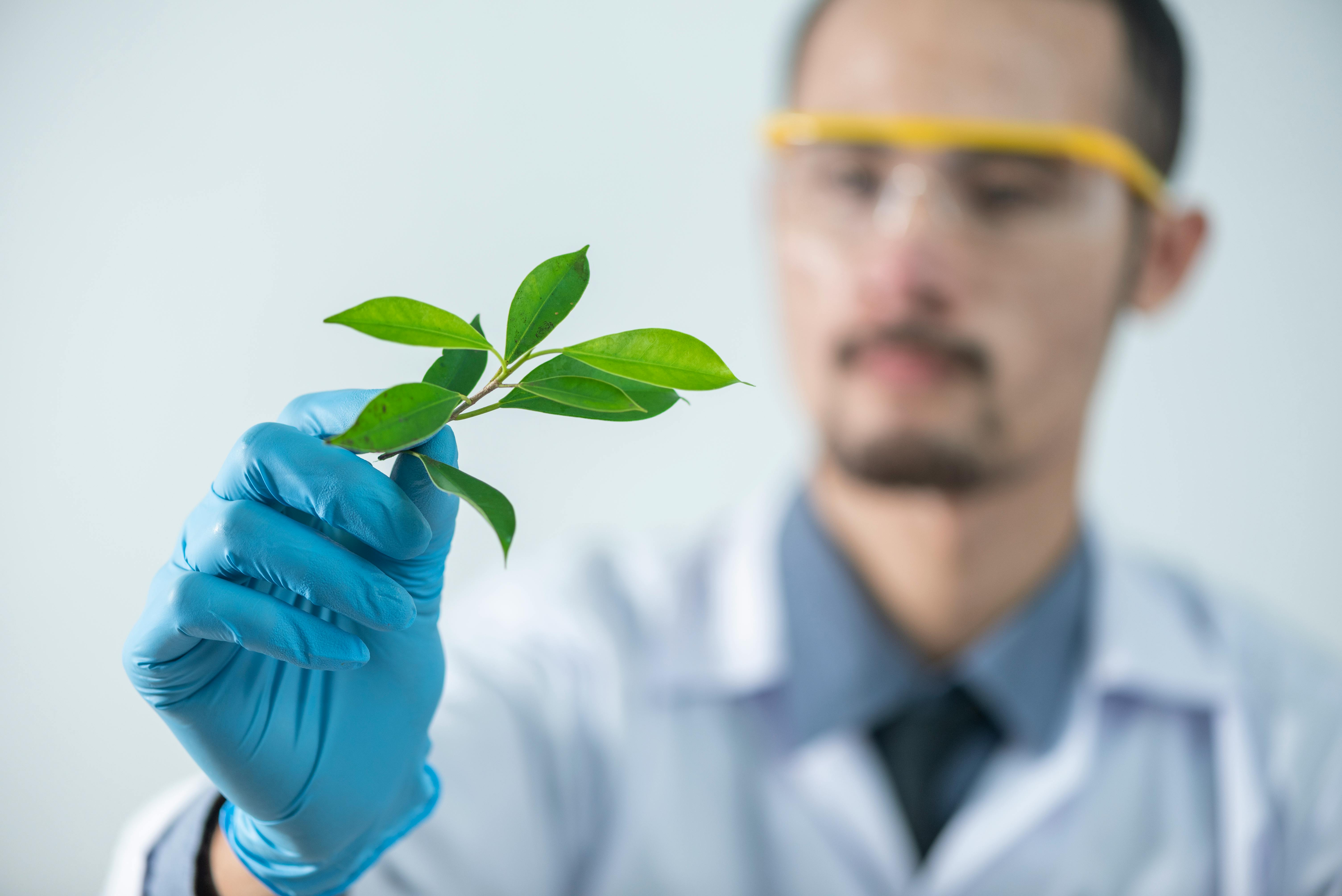 a person holding green leafed plant