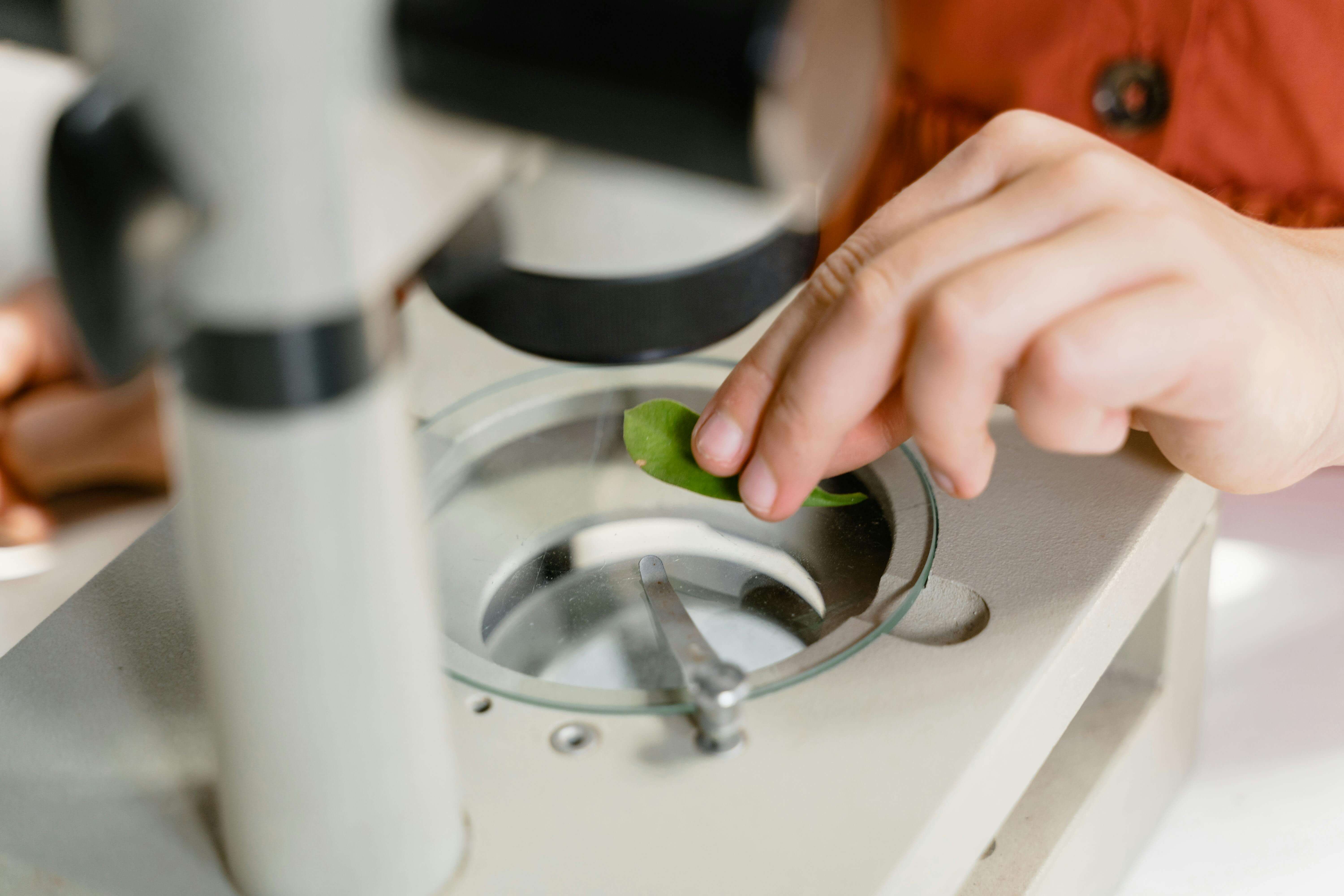 person putting a leaf on a microscope